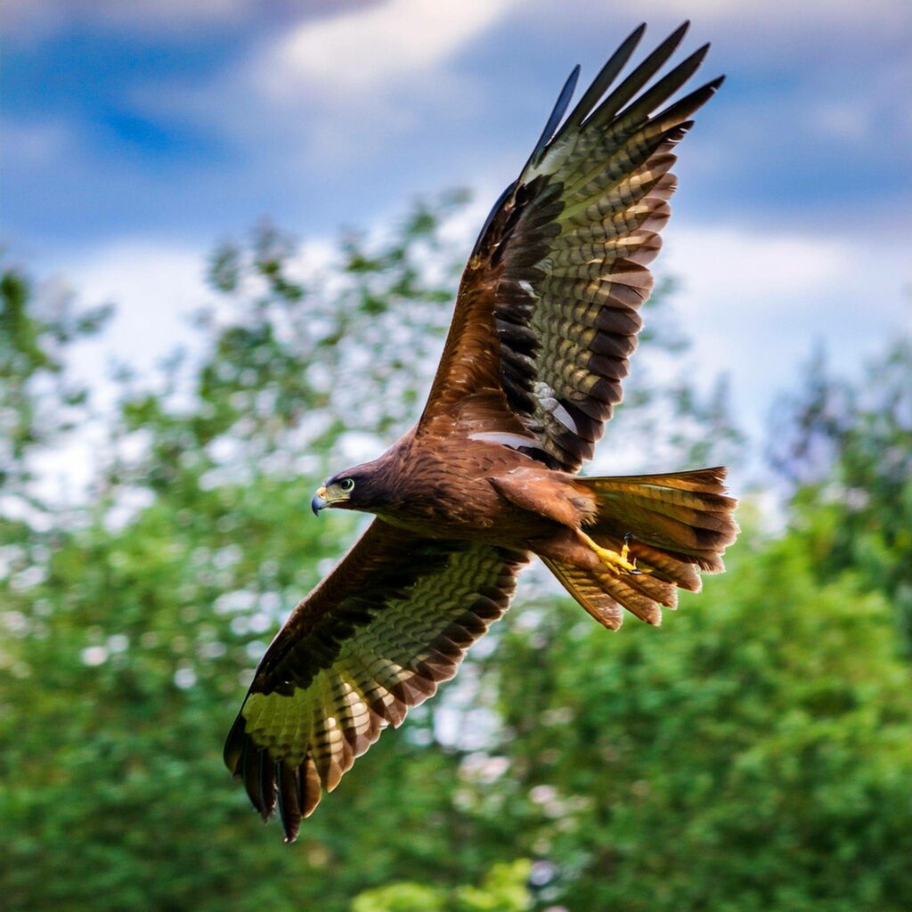 Ein satter Greifvogel nach seinen Frostküken